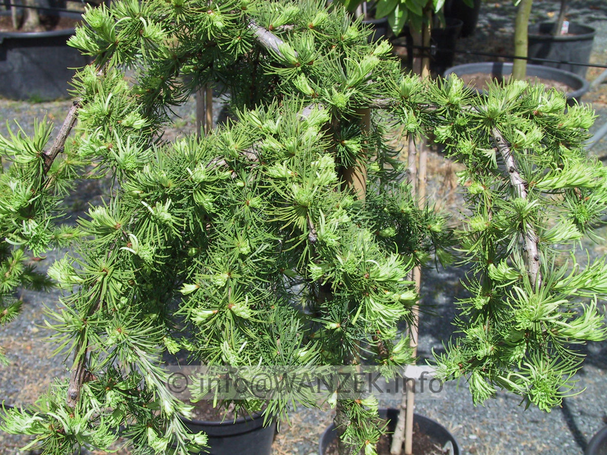 Larix kaempferi Stiff Weeper 02.JPG